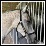 Paarden halster plaat gegraveerd messing incl. klinknagels